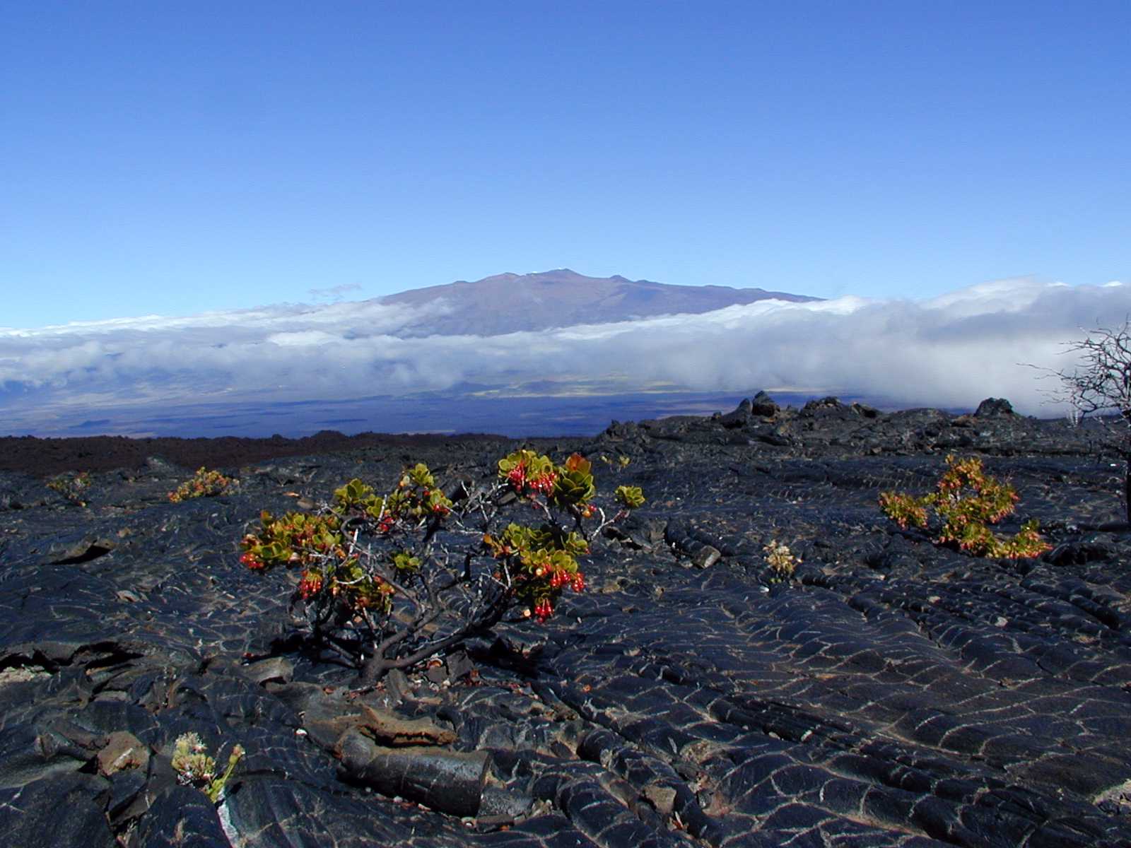 The Mauna Kea hawaiian Vortex, angel of vortexes